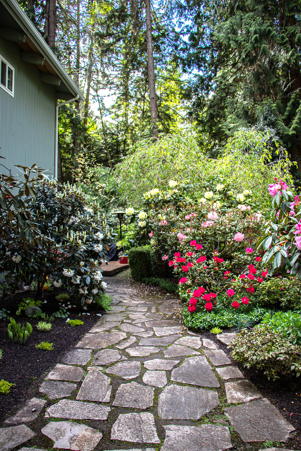 Consistency is key. In this landscape, rhododendrons provide structure throughout the landscape while the understory plants change depending on site conditions. Flagstone is used as the primary hardscape material.